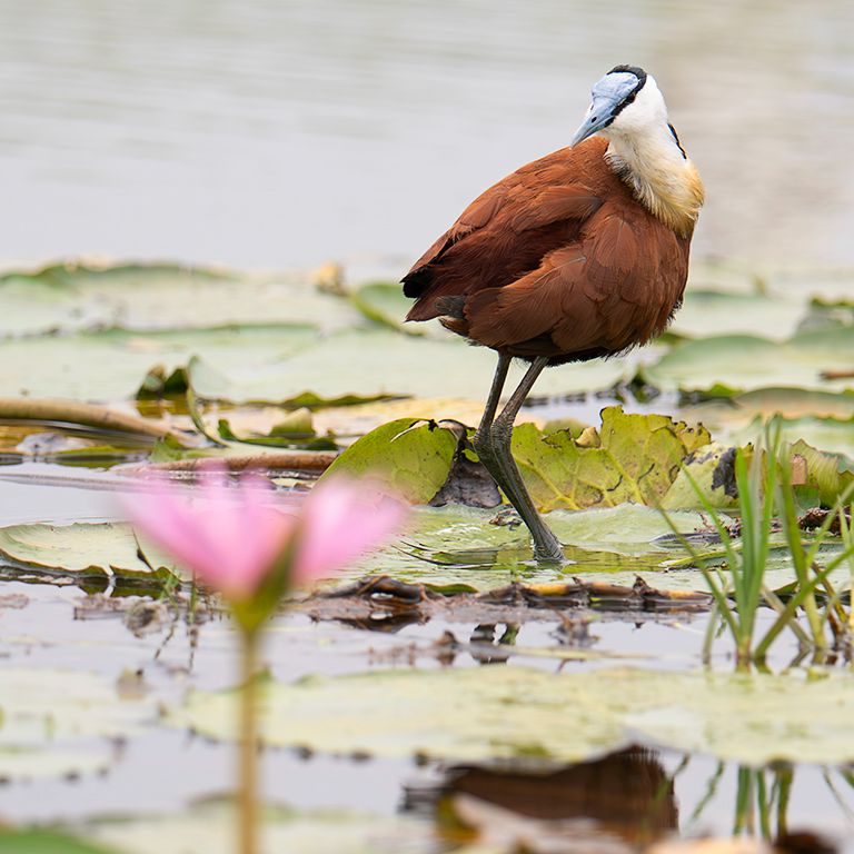 Jacana