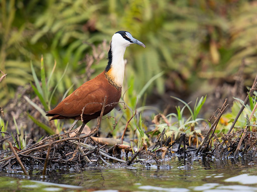 Jacana