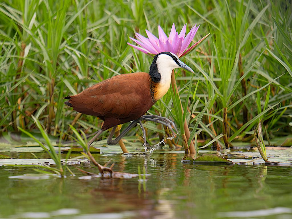 Jacana