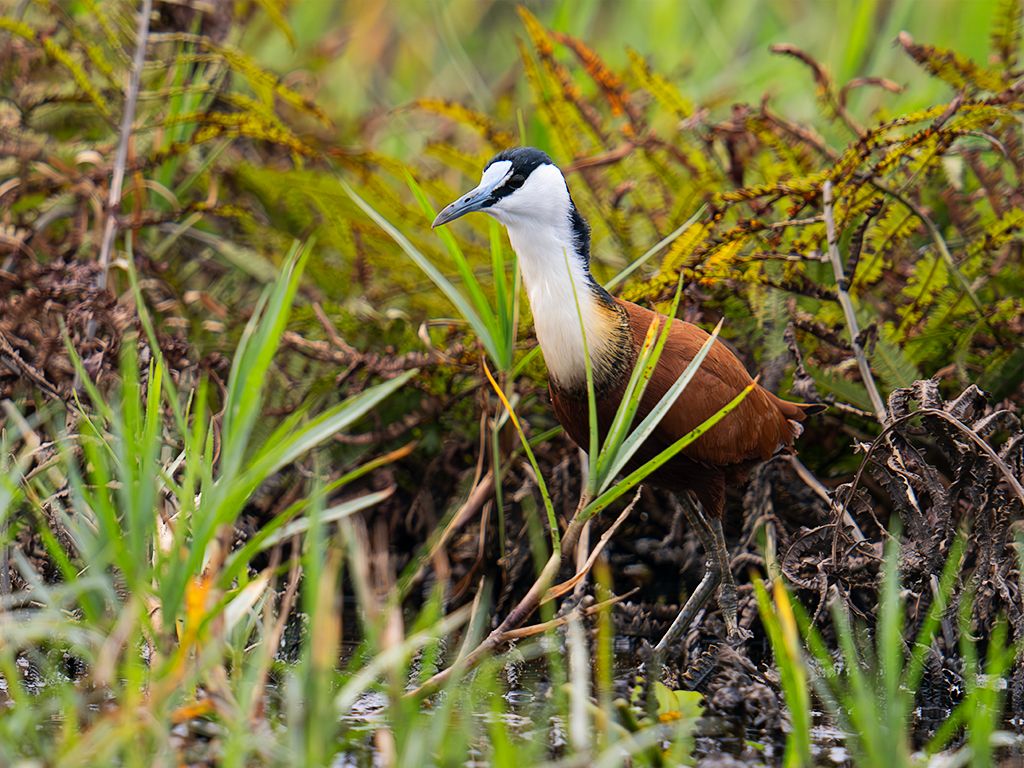Jacana