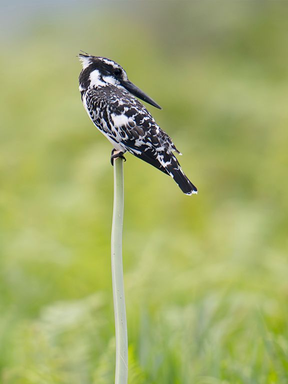 Martín pescador pío