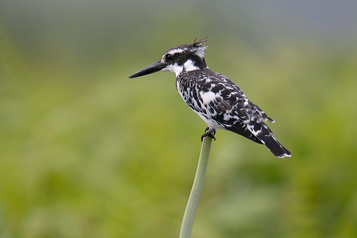 Martín pescador pío