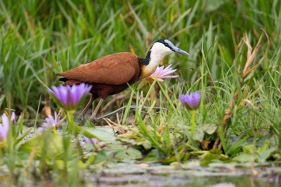Jacana