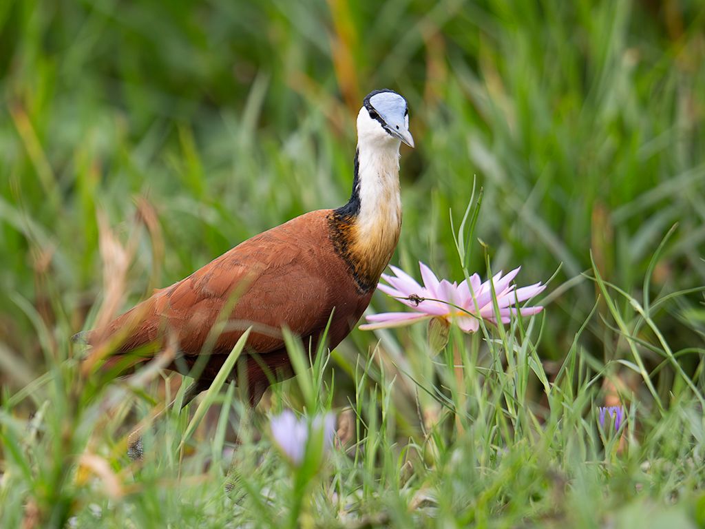 Jacana