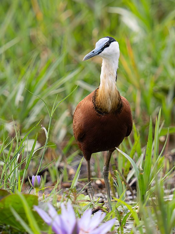 Jacana