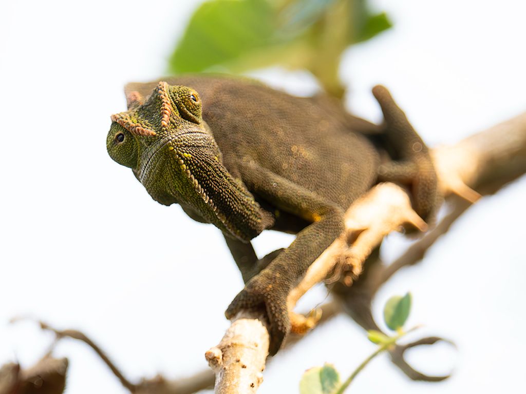 Camaleón crestado