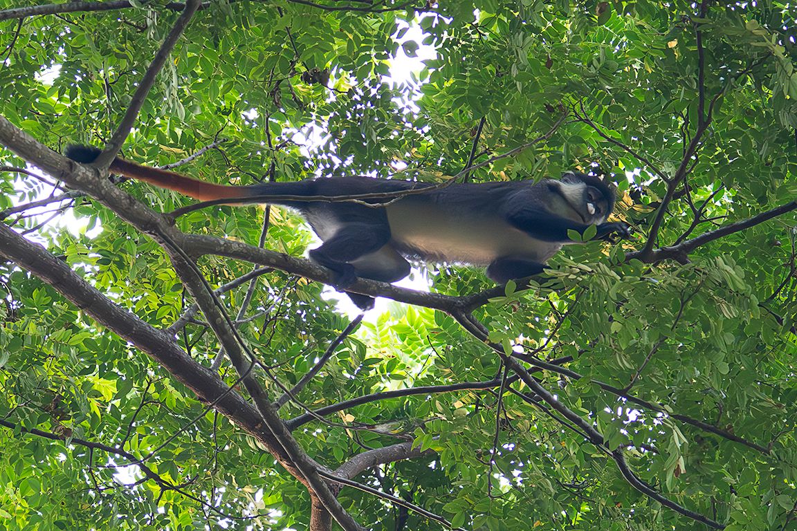 Cercopiteco de cola roja