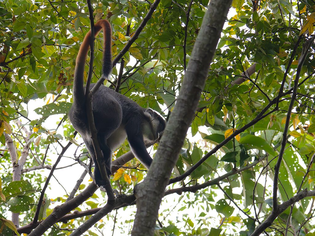 Cercopiteco de cola roja
