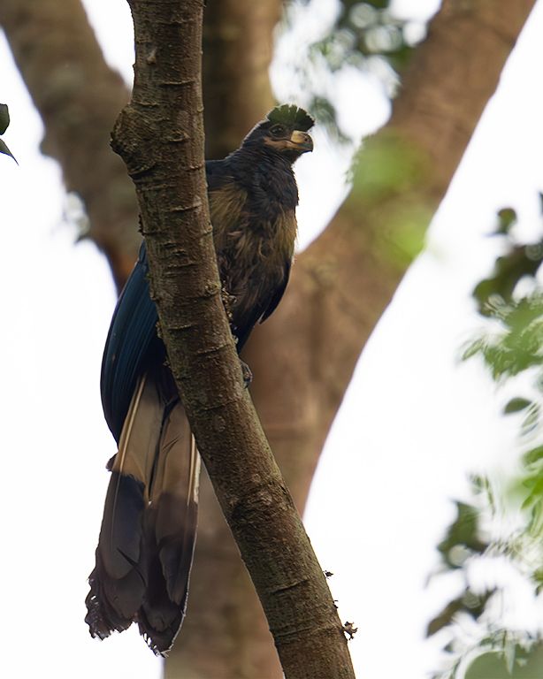 Turaco