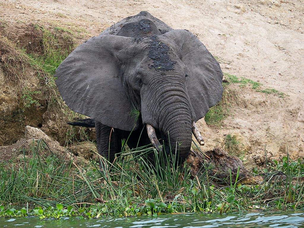 Elefante