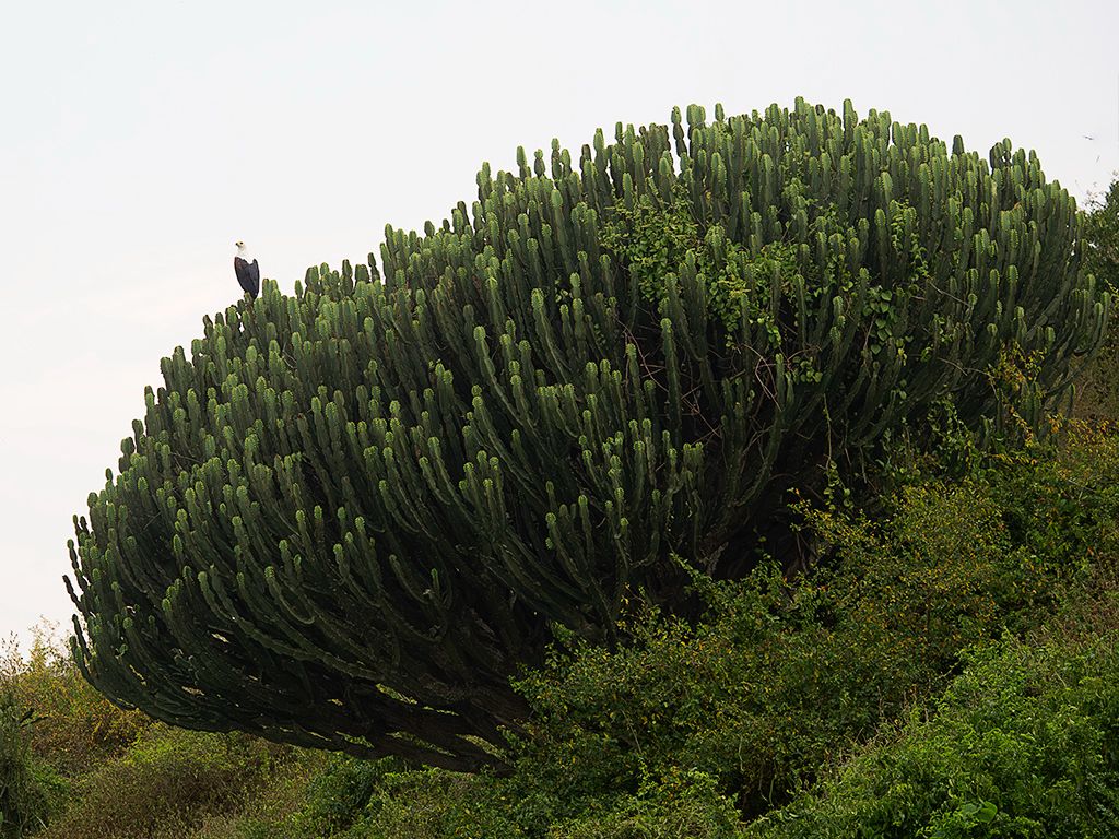 Pigargos vocingleros