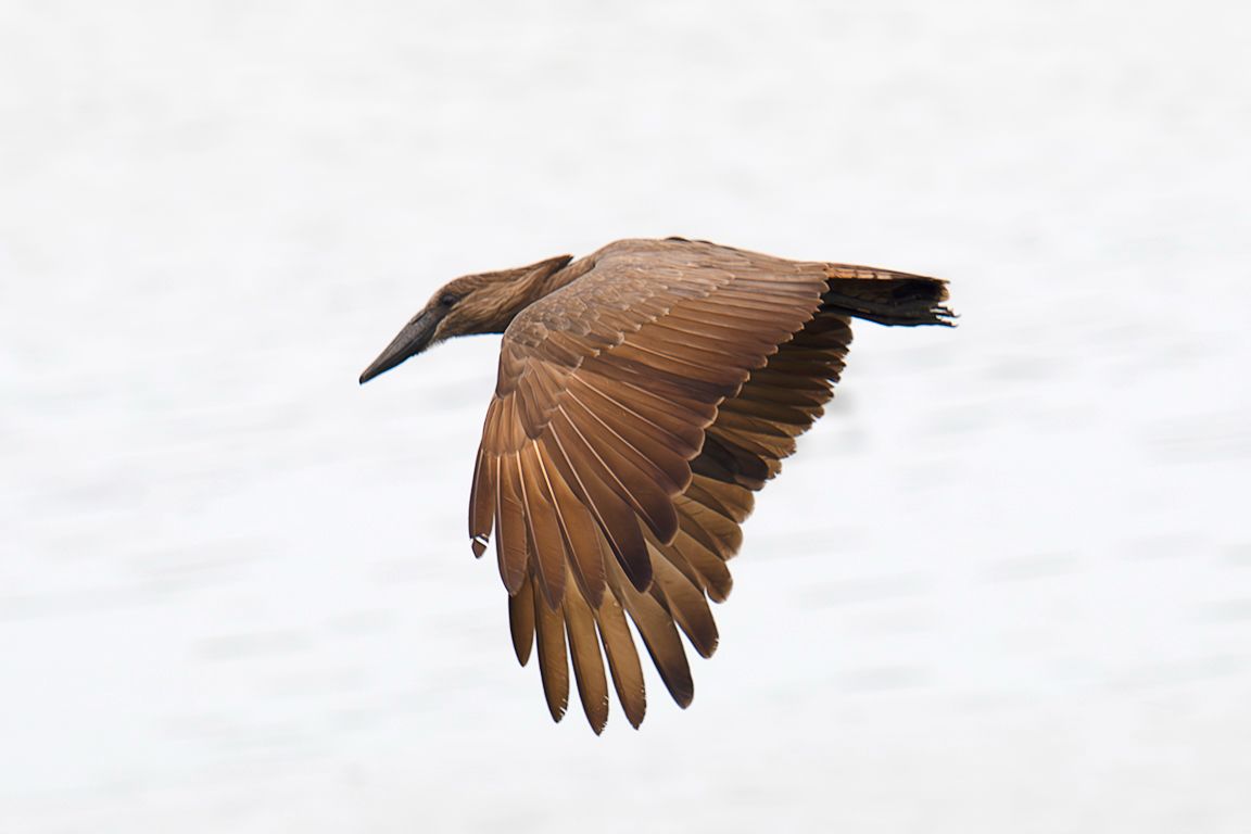 Ave cabeza de martillo