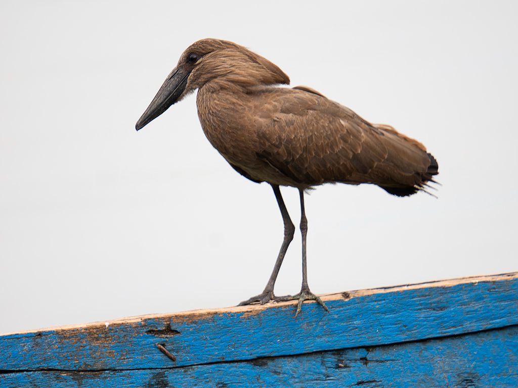 Ave cabeza de martillo