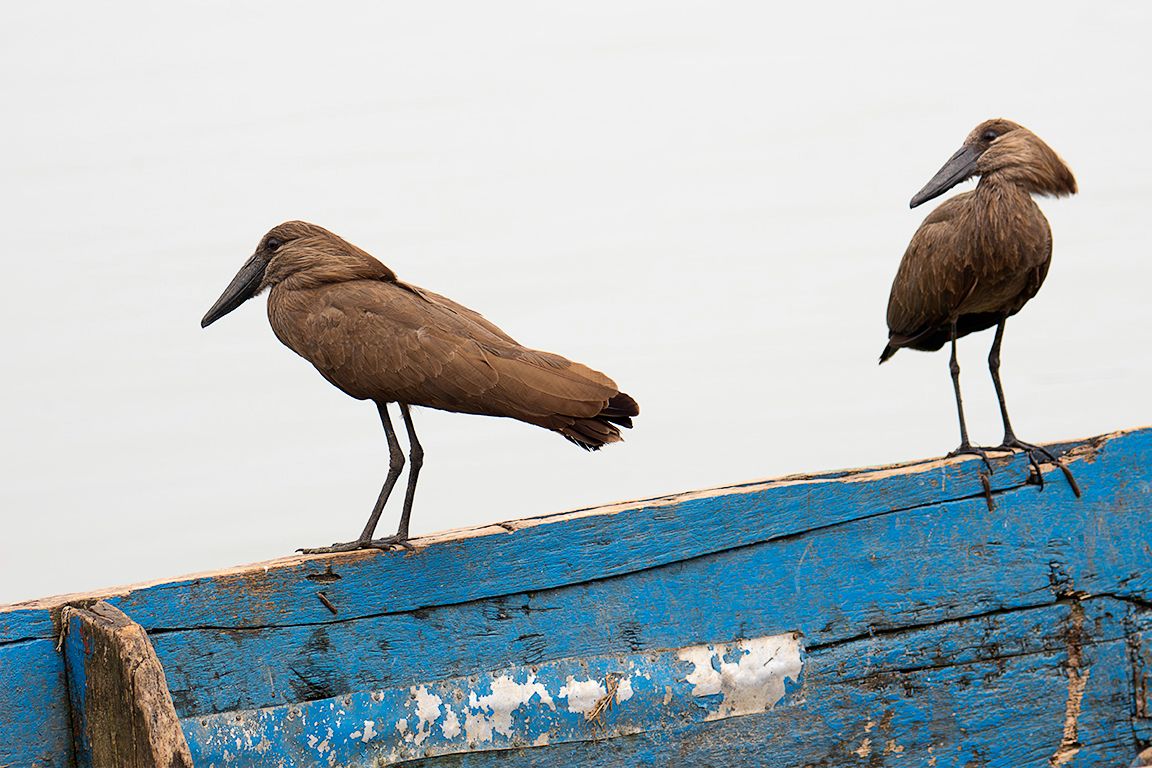 Ave cabeza de martillo