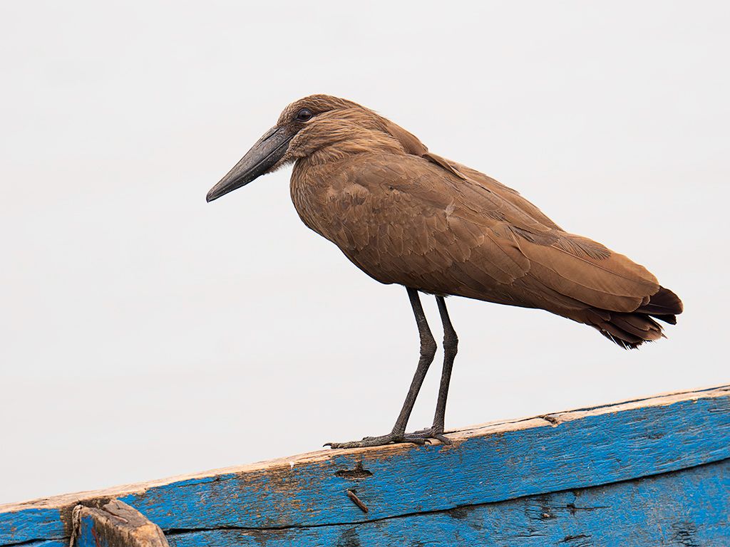 Ave cabeza de martillo