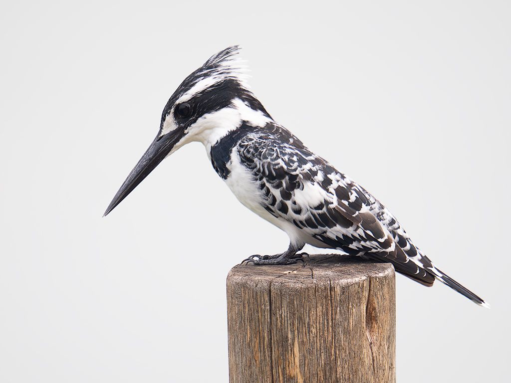 Martín pescador pío