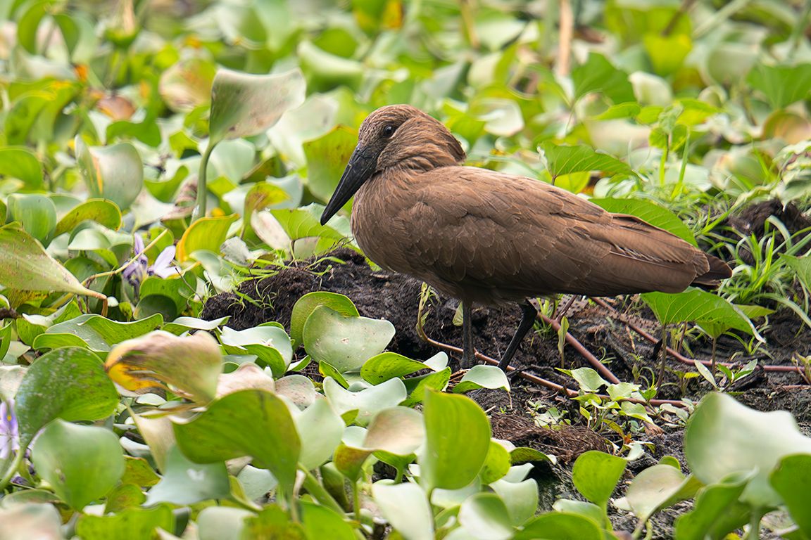 Ave cabeza de martillo