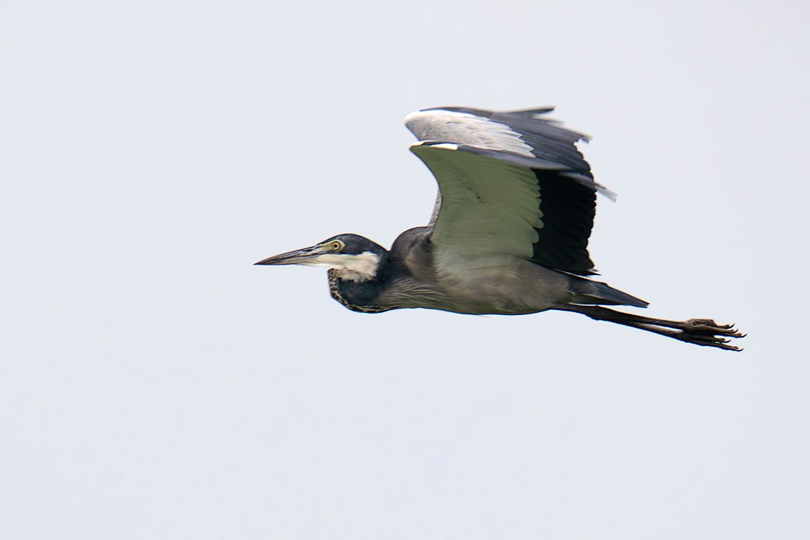 Garza de cabeza azul