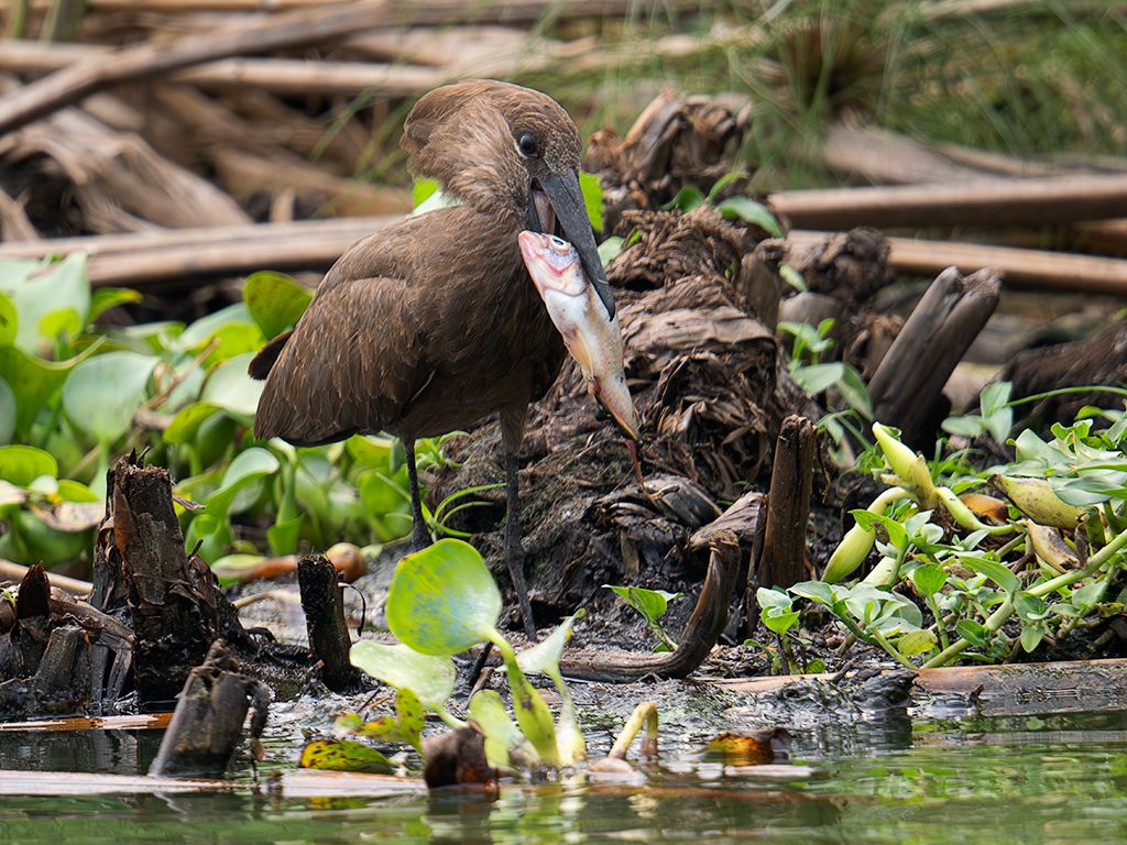 Ave cabeza de martillo