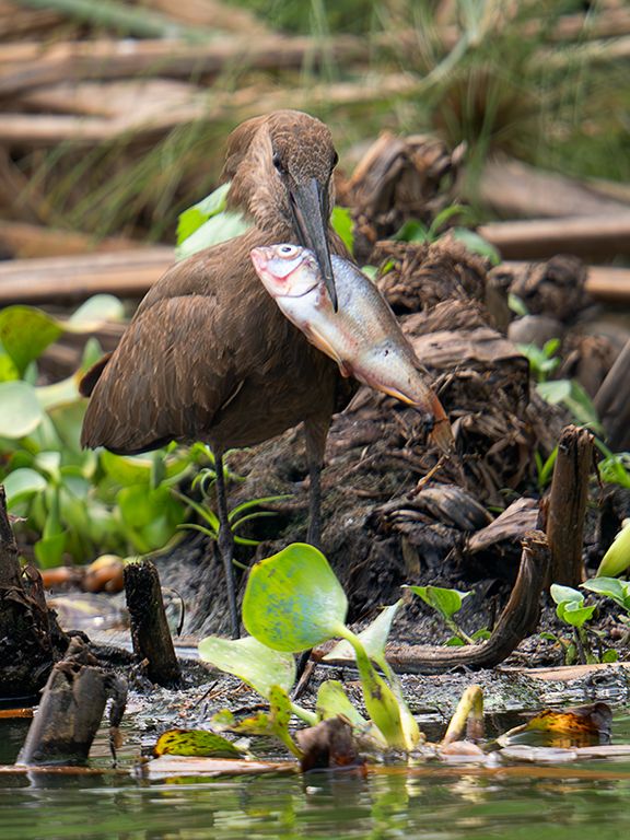 Ave cabeza de martillo