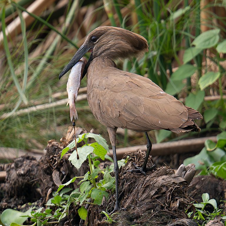 Ave cabeza de martillo