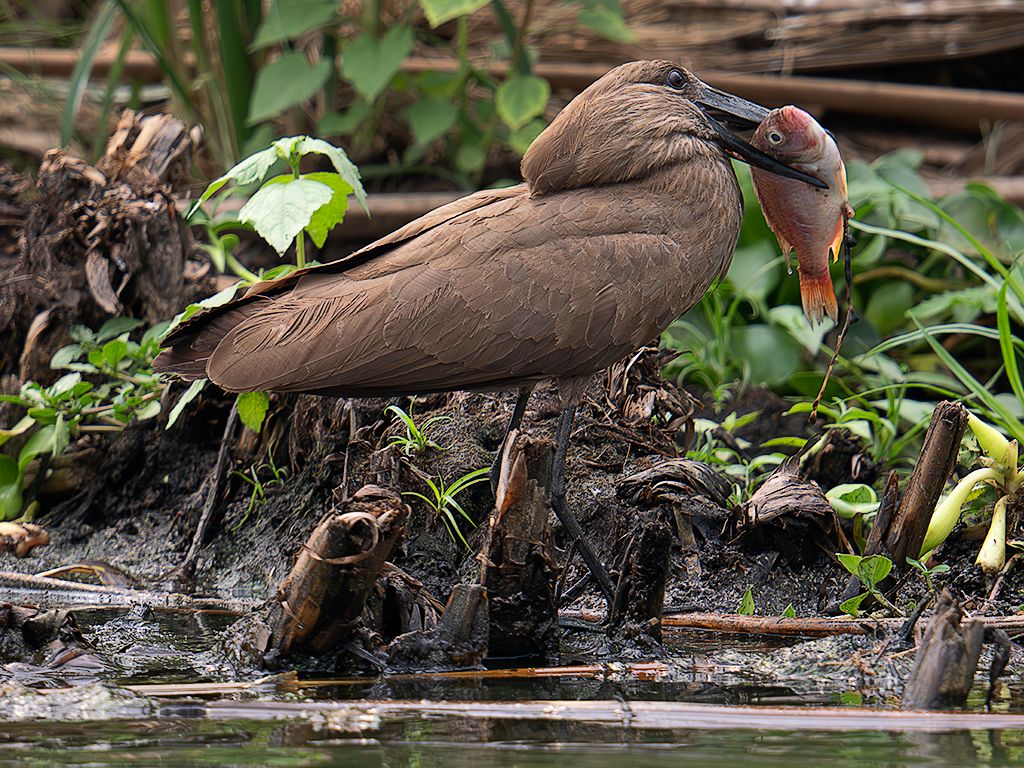 Ave cabeza de martillo
