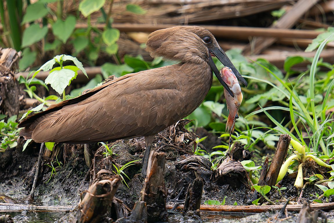 Ave cabeza de martillo