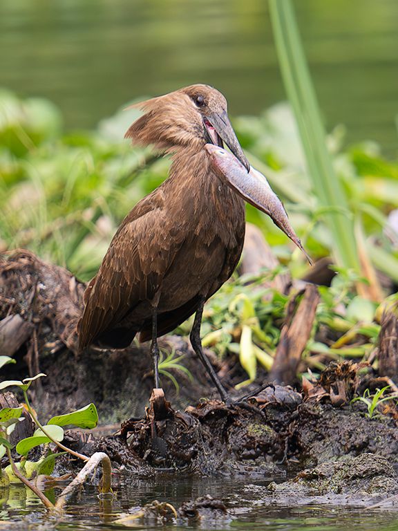 Ave cabeza de martillo