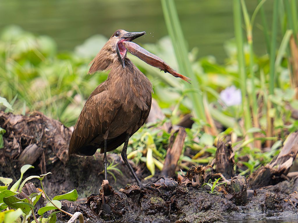 Ave cabeza de martillo