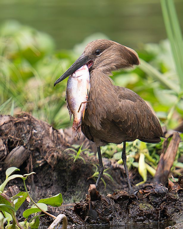 Ave cabeza de martillo