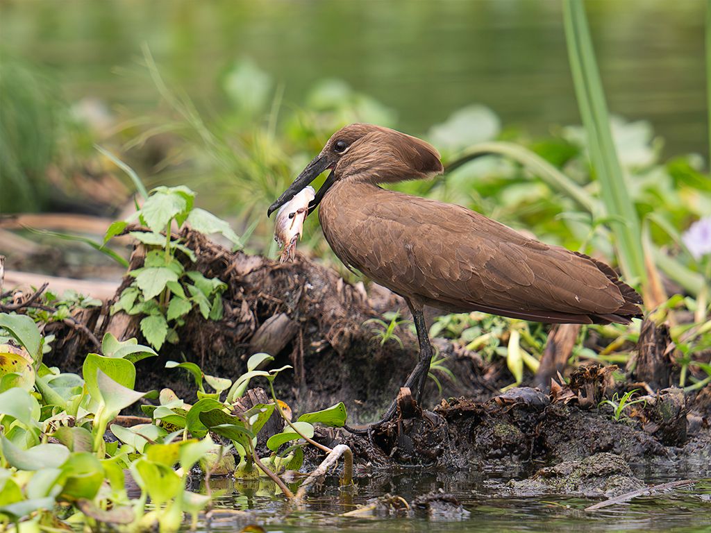 Ave cabeza de martillo