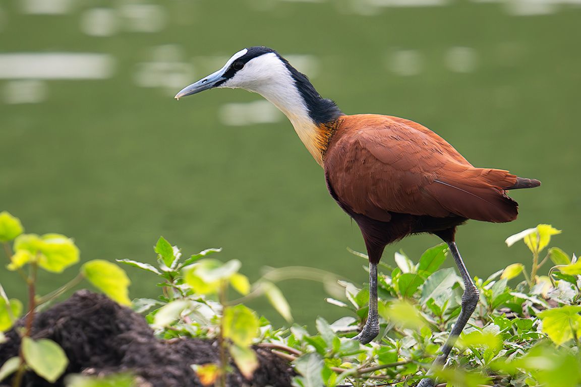 Jacana