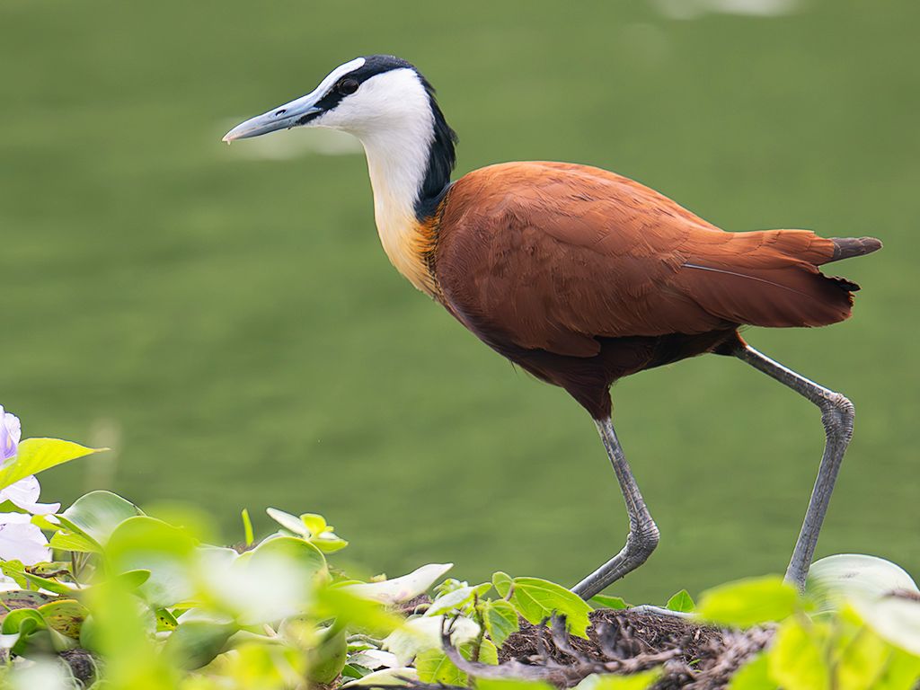 Jacana