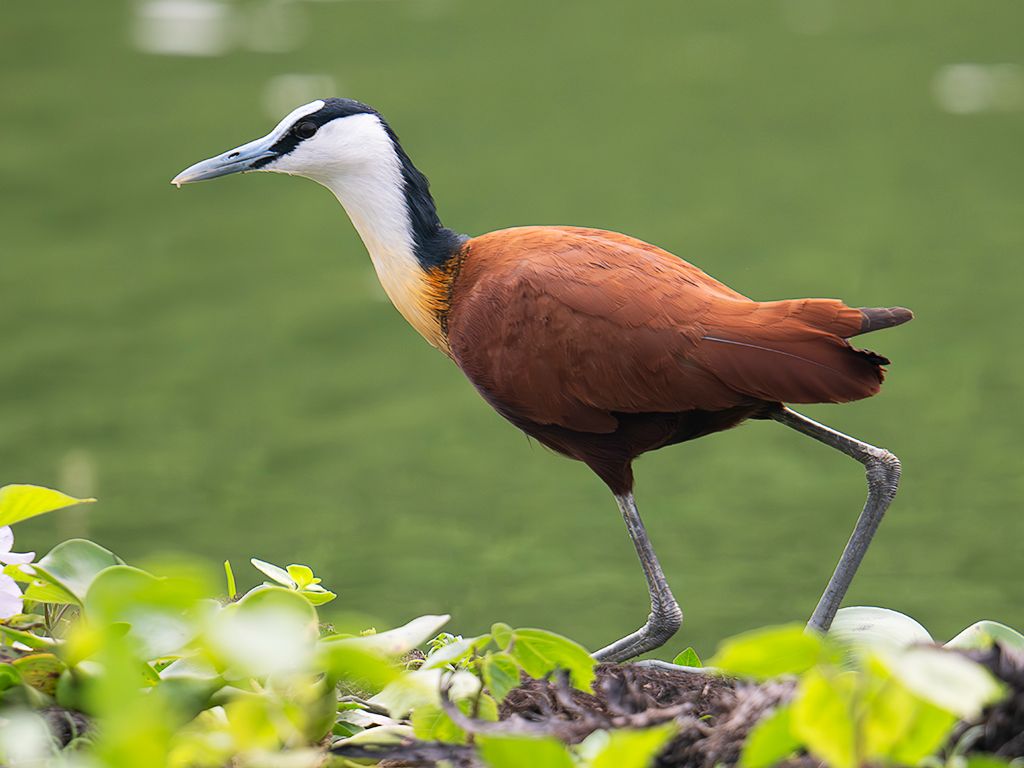 Jacana