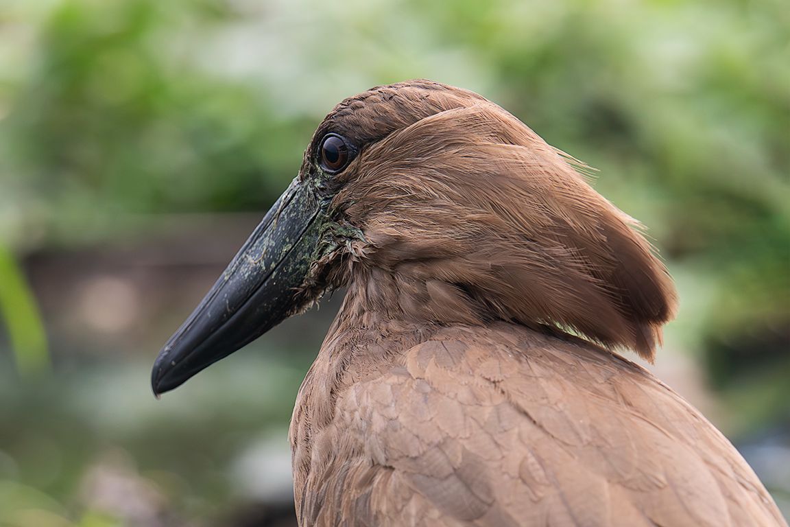 Ave cabeza de martillo
