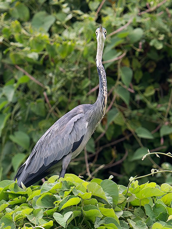 Garza de cabeza azul