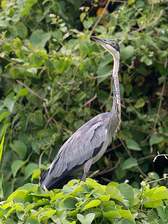 Garza de cabeza azul