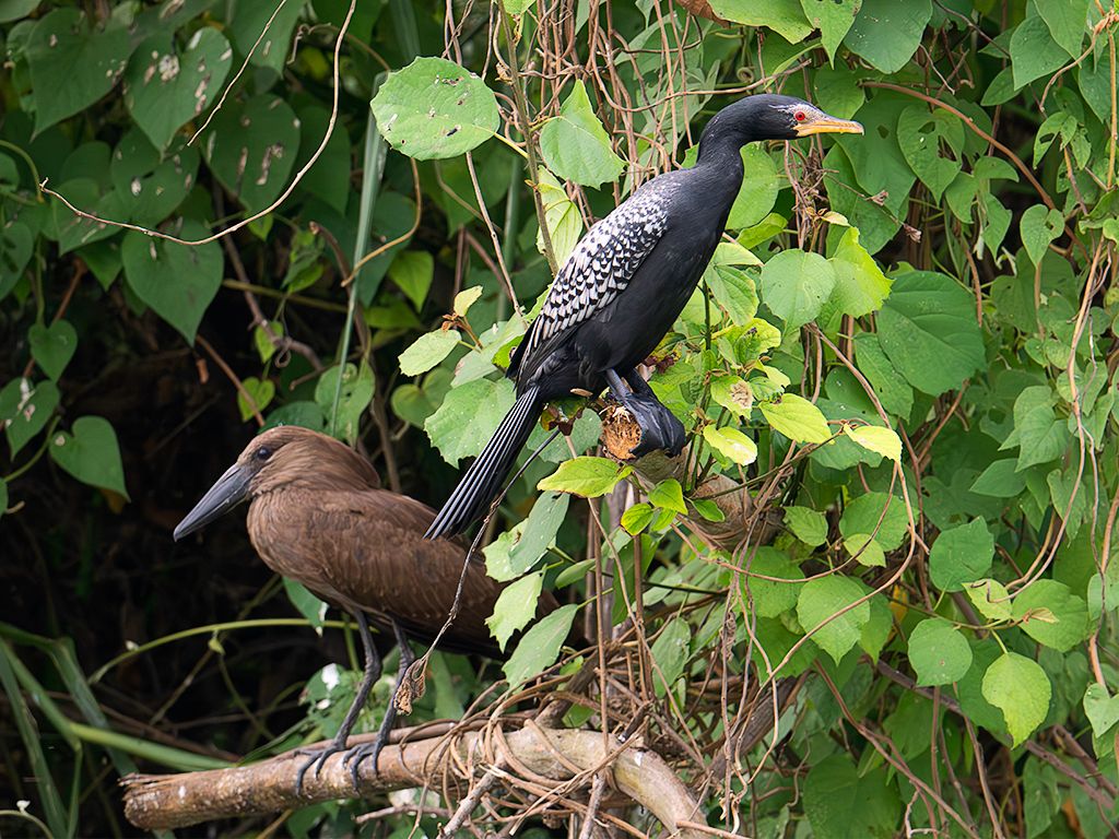 Cormorán y cabeza de martillo