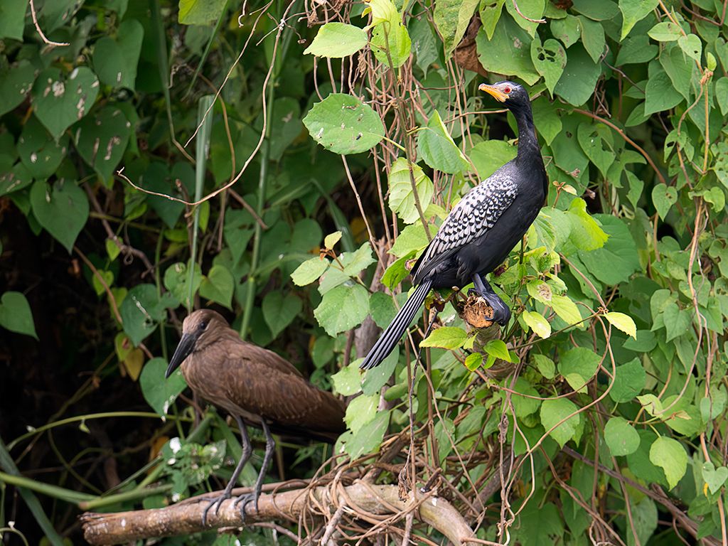 Cormorán y cabeza de martillo