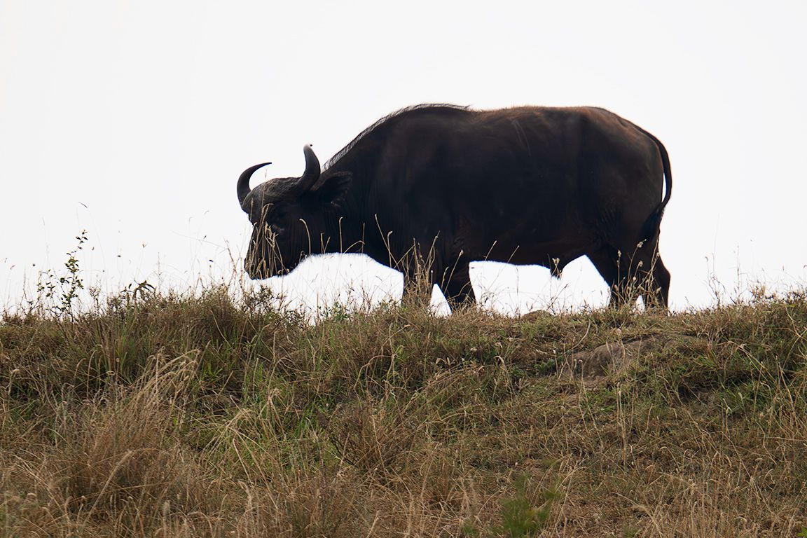 Búfalo en la orilla