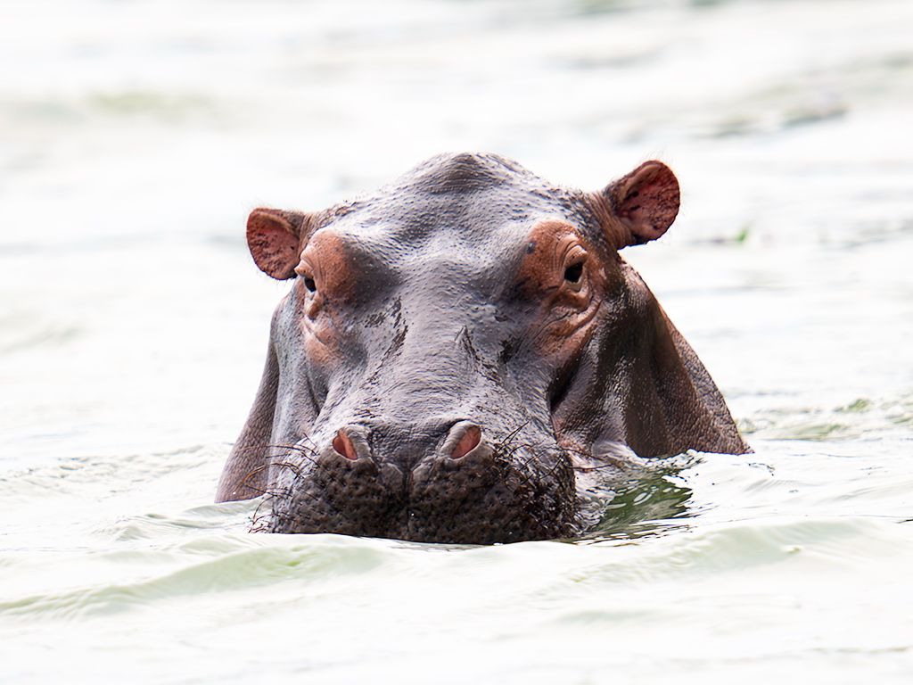 Hipopótamo