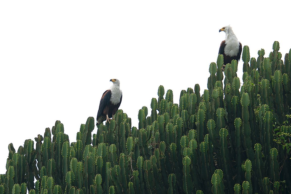 Pigargos vocingleros