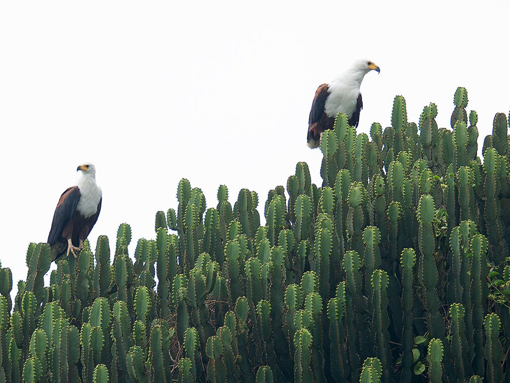 Pigargos vocingleros