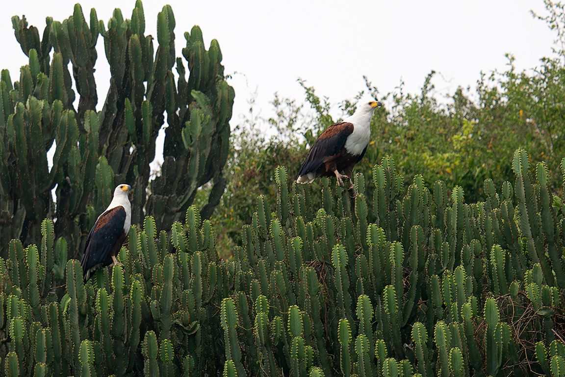 Pigargos vocingleros