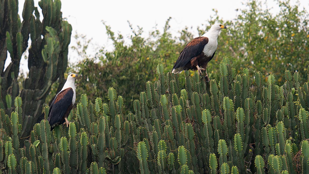 Pigargos vocingleros