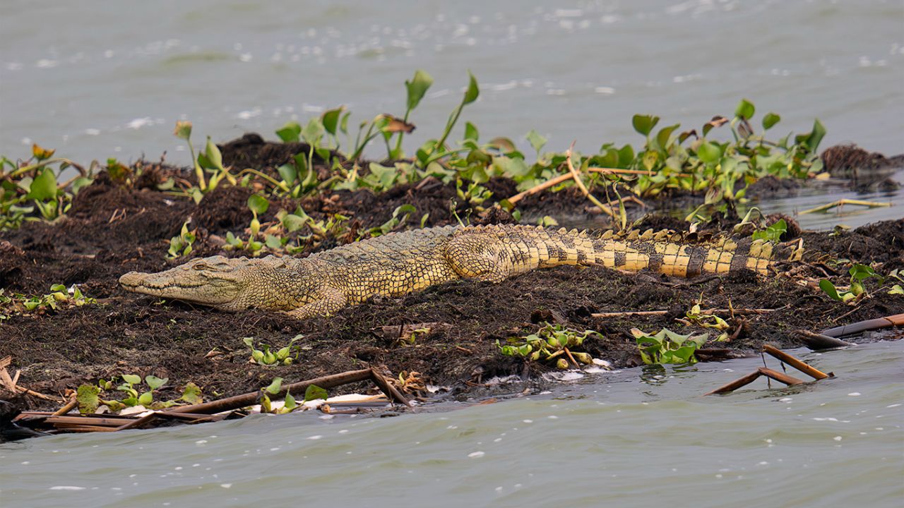 Cocodrilo
