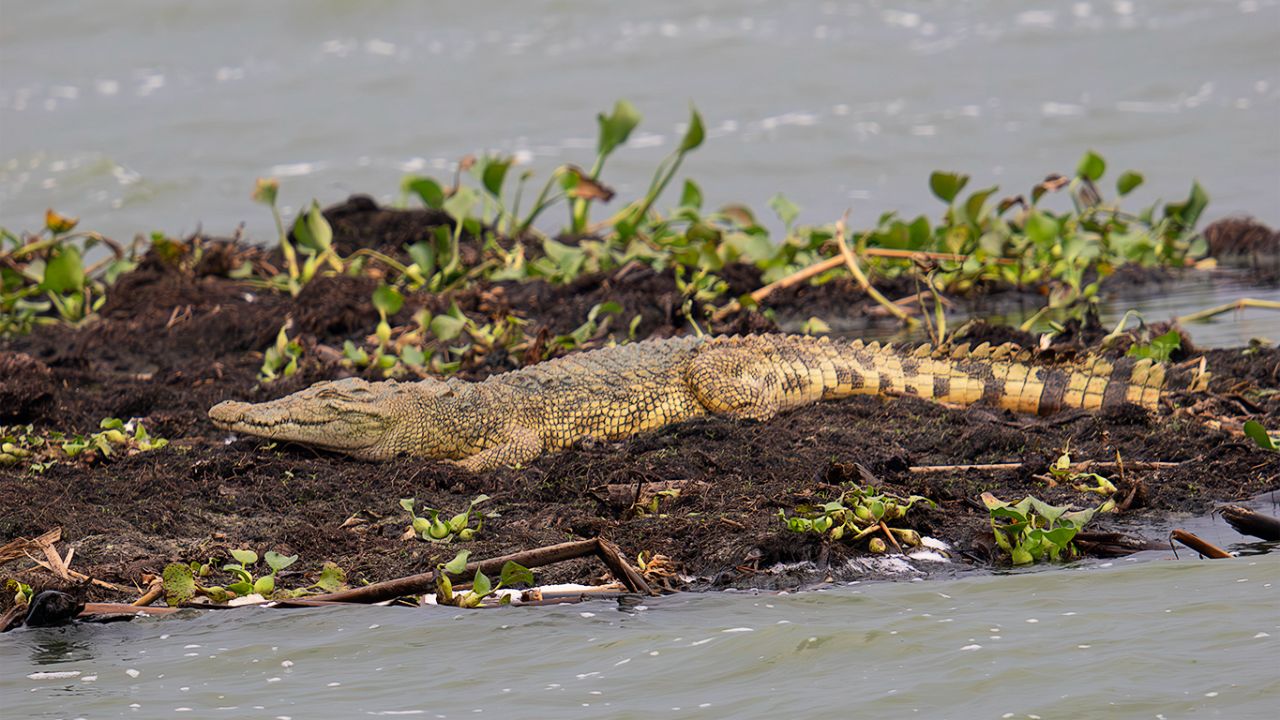 Cocodrilo