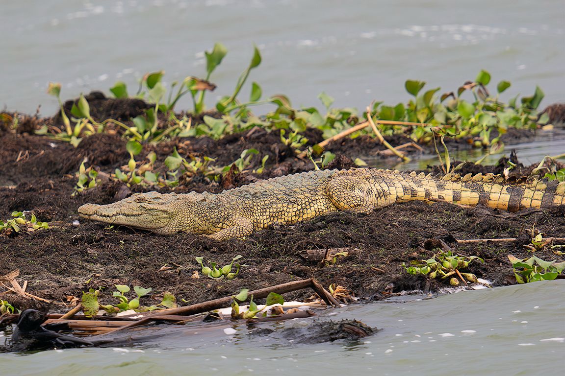 Cocodrilo