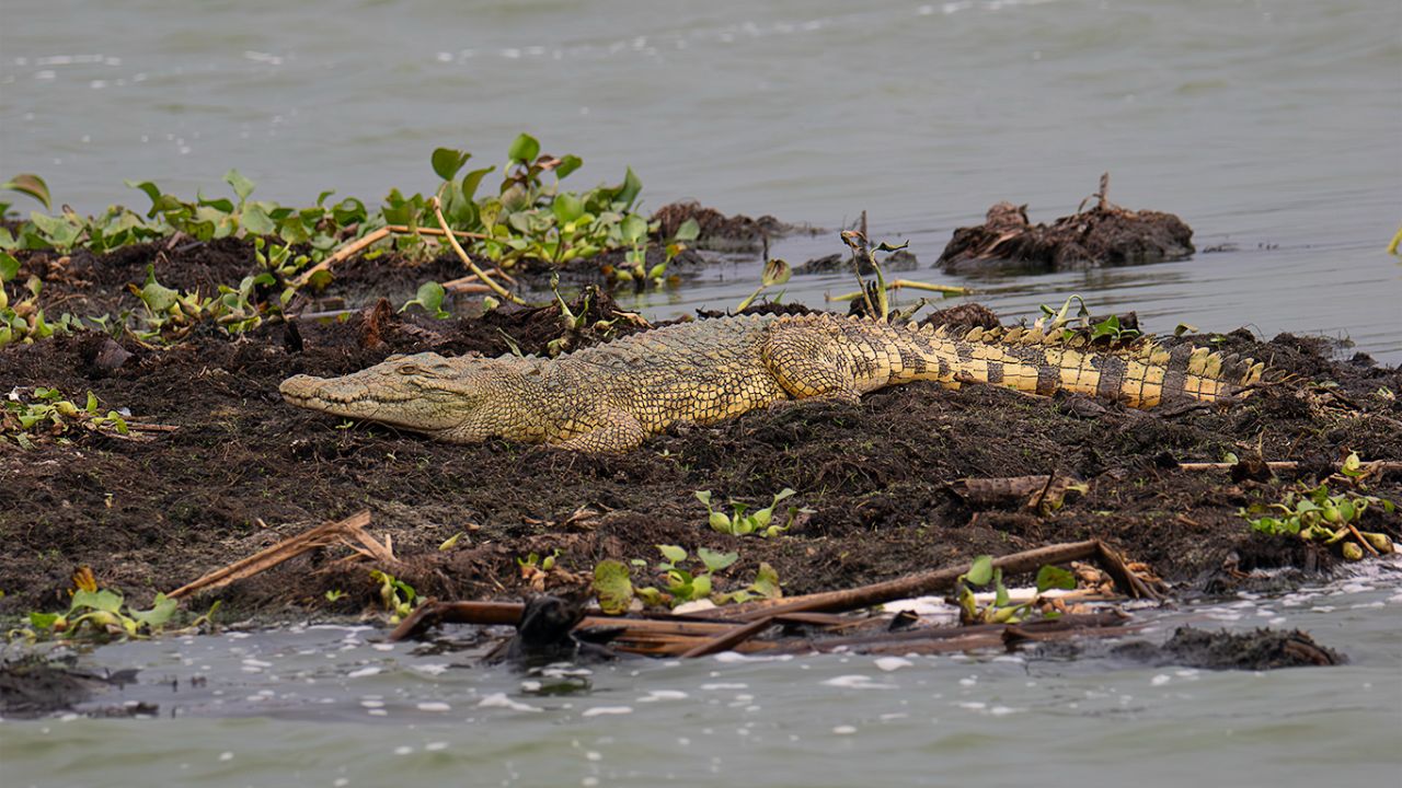 Cocodrilo