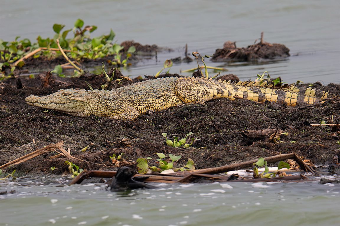 Cocodrilo